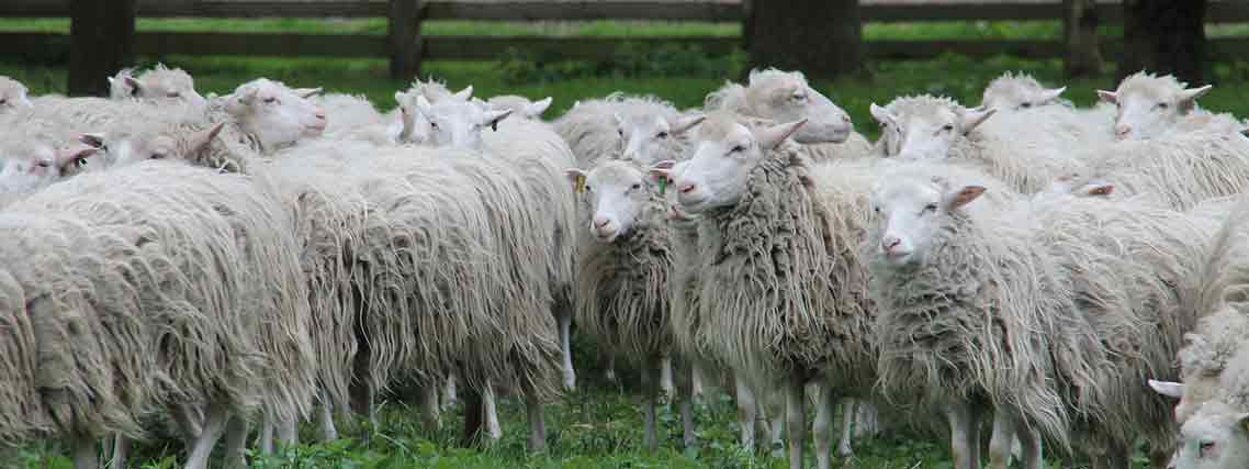 Moorschnucken in Wildeshausen in der Region Oldenburg (Autor: Jan Nijman / pixabay.com)