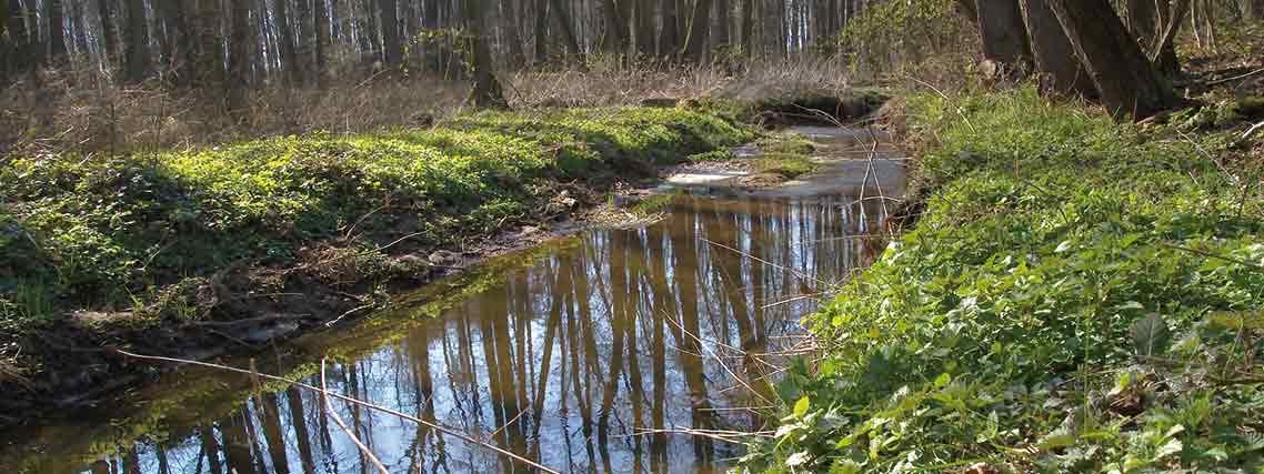 im Wildeshauser Geest in der Region Oldenburg (Autor: Helga Kattinger / pixabay.com)