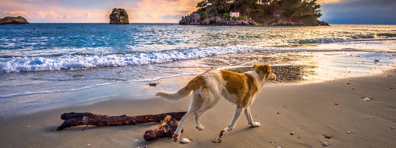 Ferienhaus am Meer mit Hund