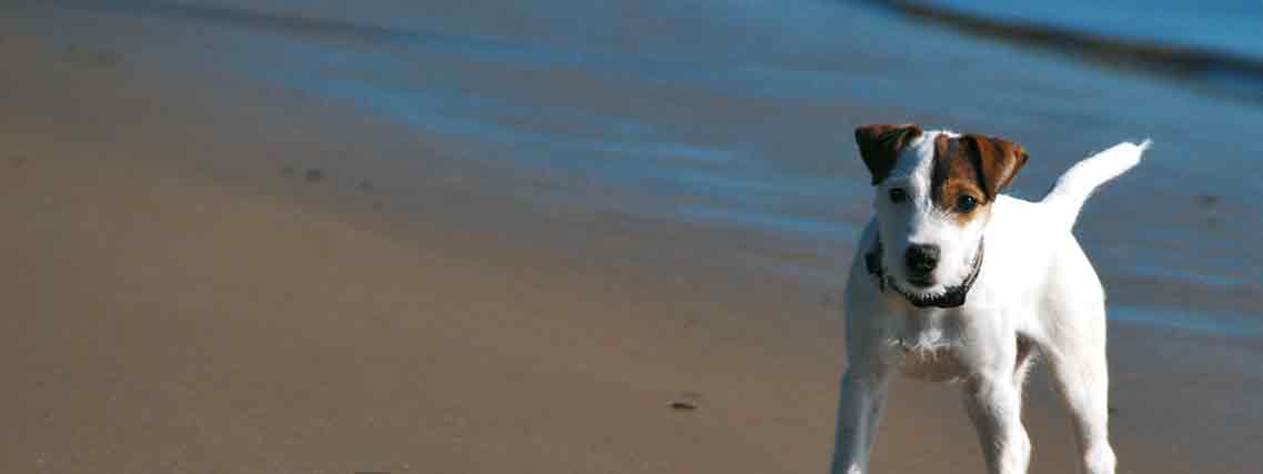 Hund am Strand (Autor: pixelio / sokaeiko)